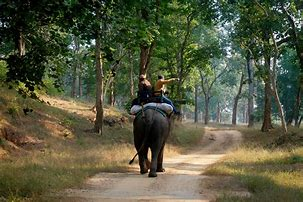 Betla National Park Landscape